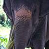 Is your mind-set tripping you up? elephant-feature