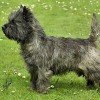 Living the Dream Cairn_Terrier
